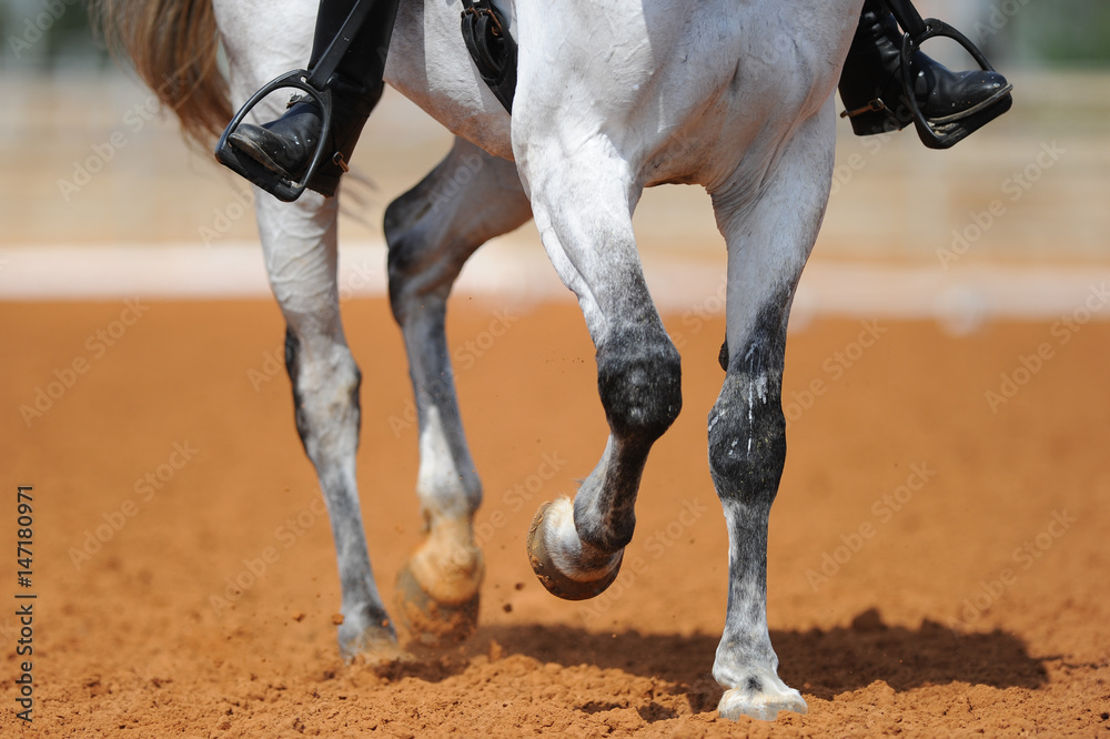 Obraz premium Close up on a horse legs during a dressage competition