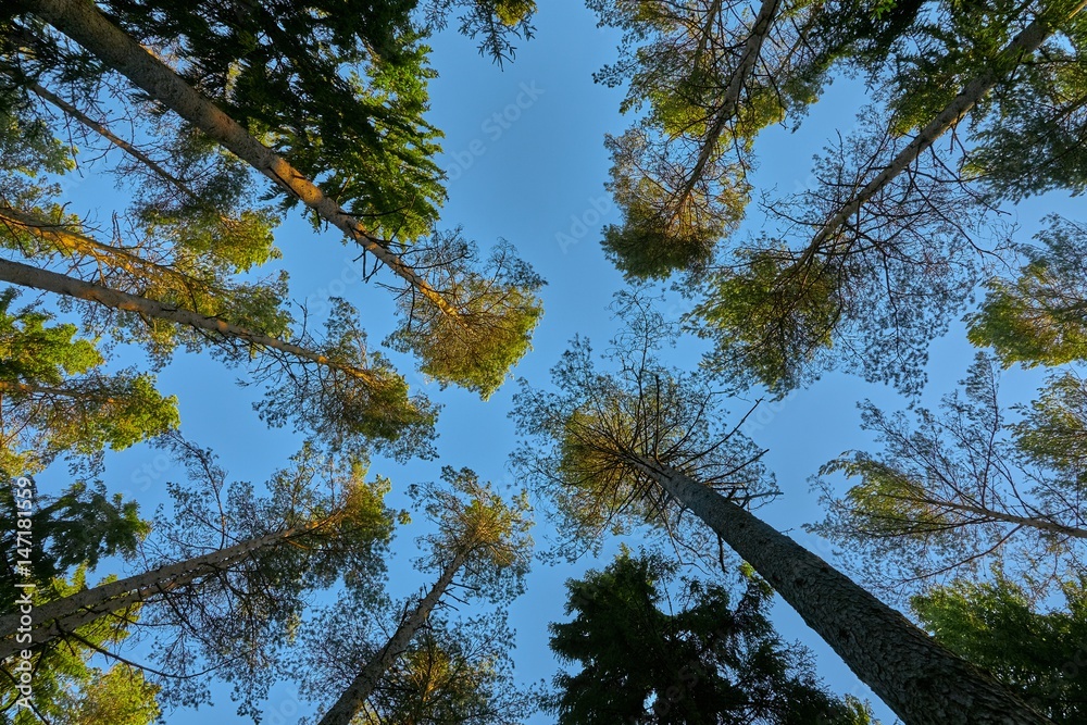 Fototapeta premium Tall pine trees