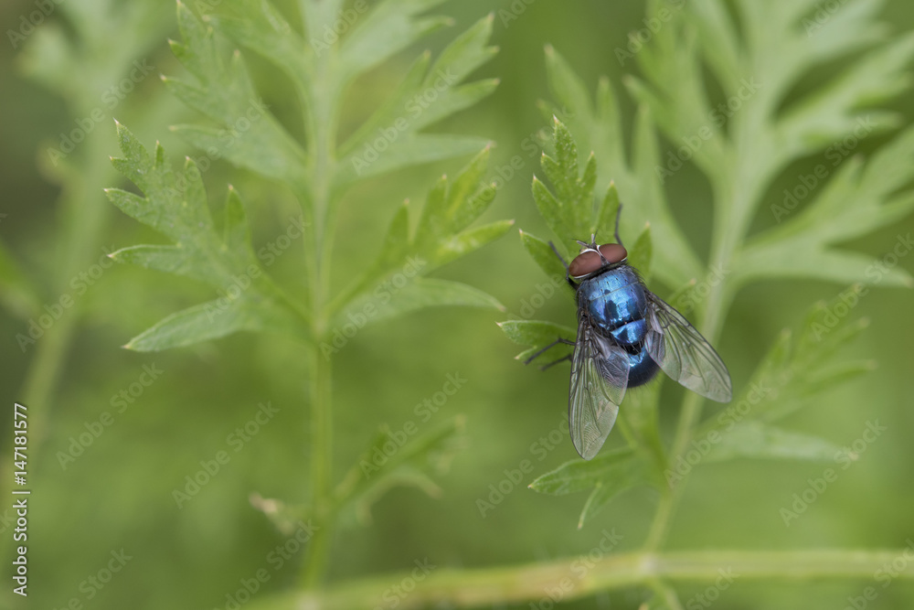 Naklejka premium The beauty of nature