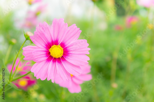 pink flowers in the garden   cosmos beautiful flowers sunlight in the morning pastel style vintage