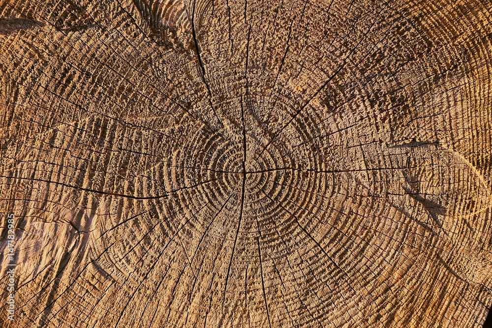 Naklejka premium Tree trunk texture