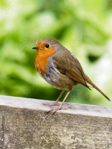 Side view of a Common Robin standing on a fence rail.