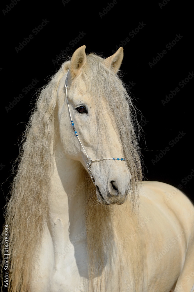 Obraz premium Portrait von einem Hengst (Schimmel) vor schwarzem Hintergrund