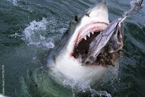 Shark Attack © eyebehindlense