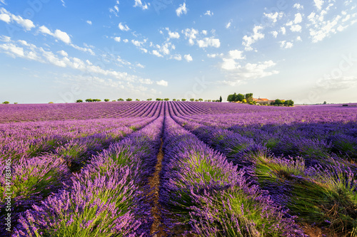 Lavender field and farm at sunrise, traditional Provence rural landscape with flowers and blue sky, wide angle countryside view, Plateau de Valensole, France