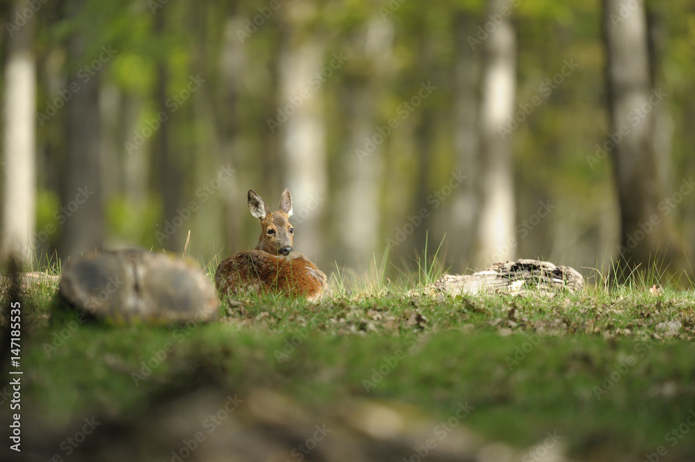 Fototapeta premium chevreuil