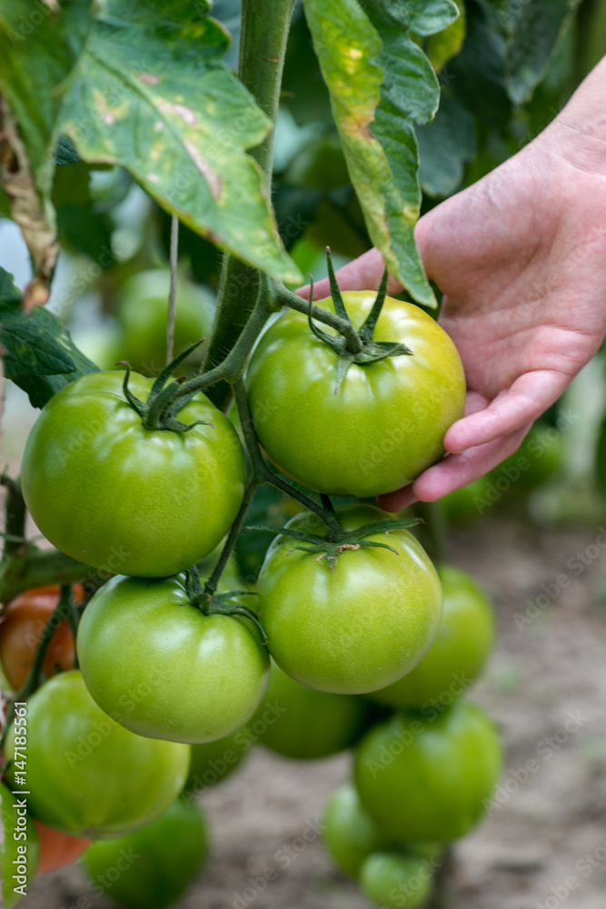 Child's hand holding green tomato in greenhouse