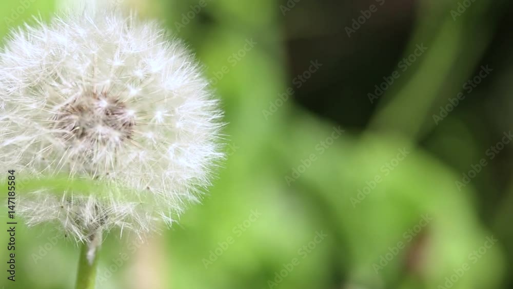 Dandelion blowing in the wind
Dandelion blowing in the wind