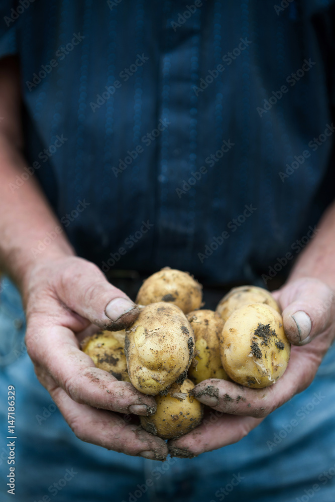 Man Holding Freshly Picked Potatoes Man Holding Freshly Picked Potatoes