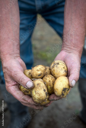 Man Holding Harvested Potatoes