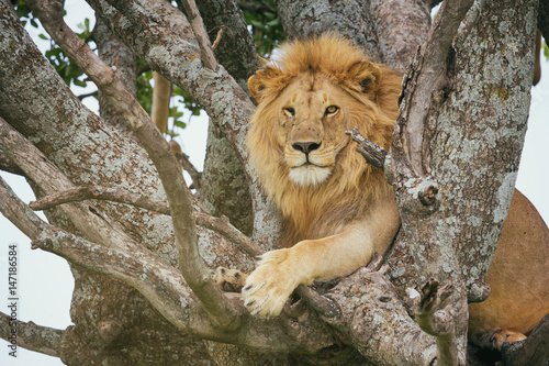 Male lion lying at tree