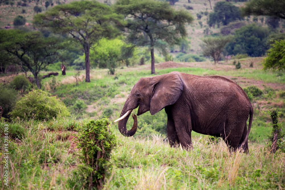 Fototapeta premium African elephant in Savannah