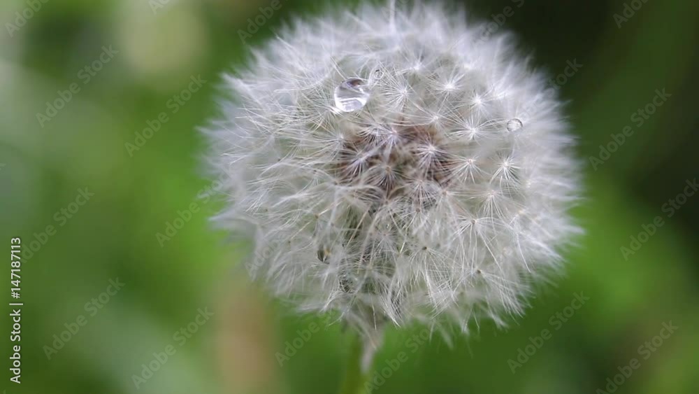 Dandelion blowing in the wind and morning dew Dandelion blowing in the wind and morning dew
