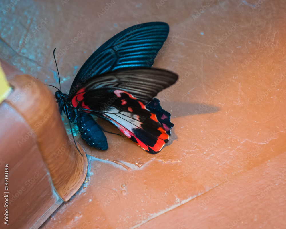 Naklejka premium Beautiful tropical baterfly in it's natural habitat