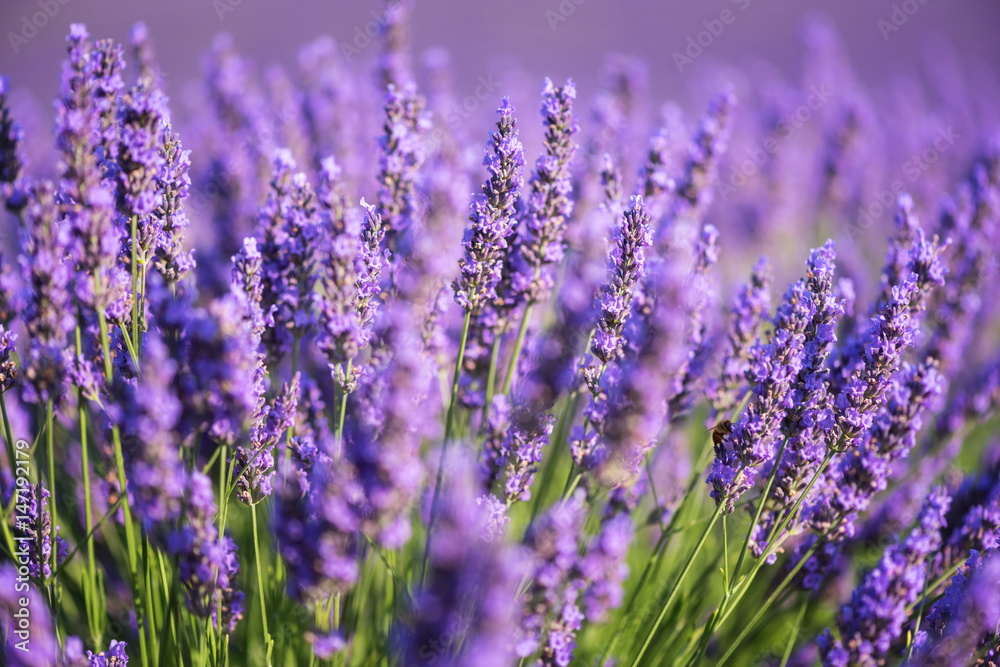 Naklejka premium Lawendowy natury tło, purpurowy kwiecenia pole w Provence, Plateau de Valensole, Francja. Selektywne skupienie