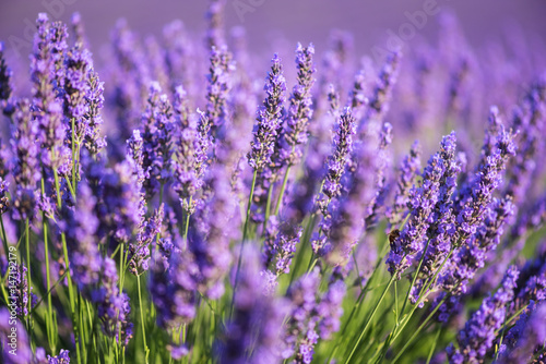 Lavender nature background, purple flowering field in Provence, Plateau de Valensole, France. Selective focus