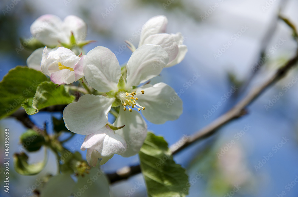 Close-up view of an apple blossom on a spring sunny day with a blue sky background Close-up view of an apple blossom on a spring sunny day with a blue sky background
