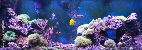 Reef tank, marine aquarium. Blue aquarium full of plants. Tank filled with water for keeping live underwater animals. Gorgonaria, Sea Fan. Clavularia. Zoanthus. Zebra apogon. Zebrasoma. Percula. photo