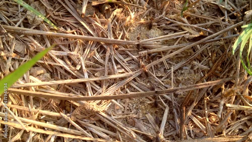 a lot of termites march to your home a lot of termites march to your home