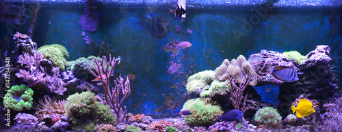 Reef tank, marine aquarium. Blue aquarium full of plants. Tank filled with water for keeping live underwater animals. Gorgonaria, Sea Fan. Clavularia. Zoanthus. Zebra apogon. Zebrasoma. Percula.