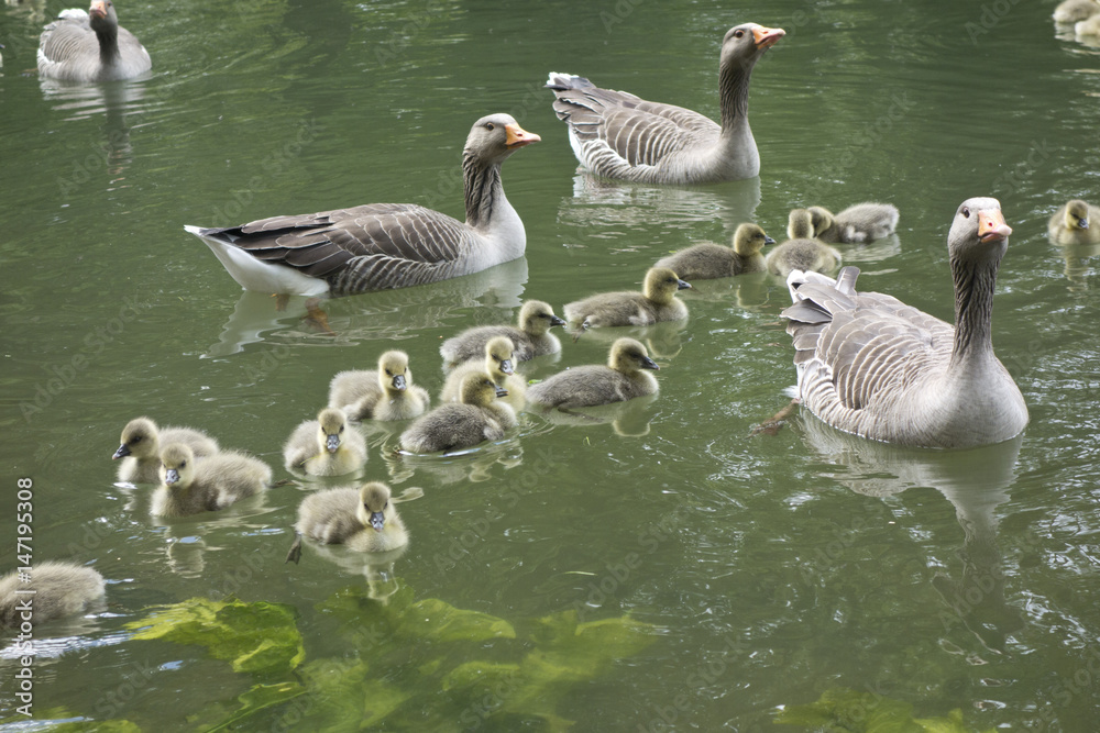 Obraz premium Family of Geese on Pond