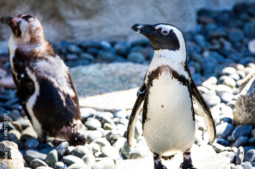 Penguin in San Diego Zoo photo