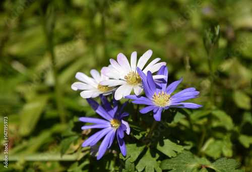 Purple and white spring daisies