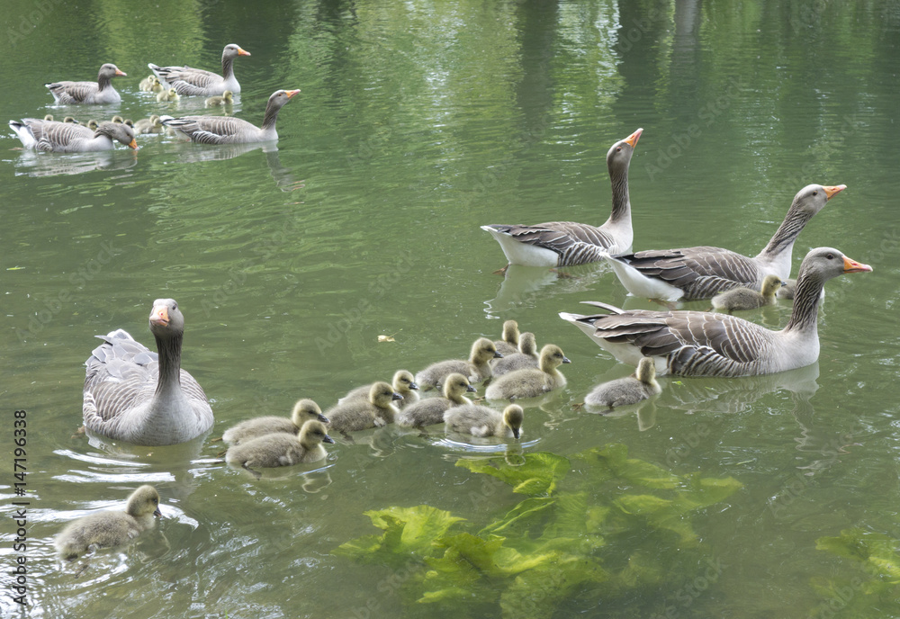 Fototapeta premium Family of Geese on Pond
