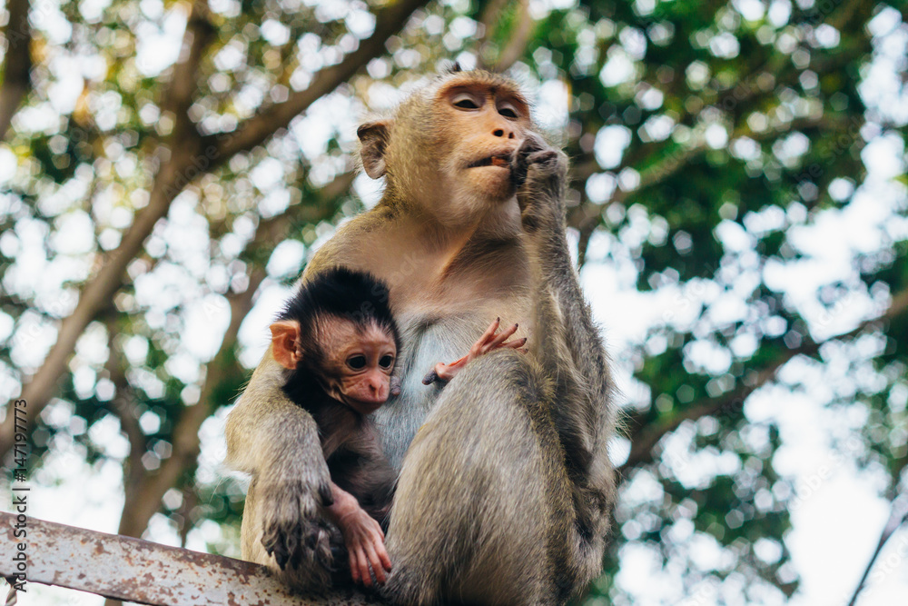 Obraz premium Tender moment in cynomolgus monkey family - mother and child ( Macaca fascicularis / Crab-eating macaque) in Sihanoukville, Cambodia, Southeast Asia