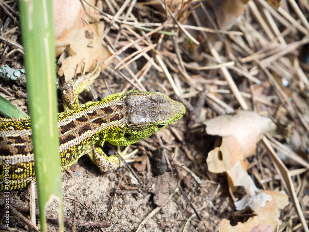 Fototapeta premium a large green lizard