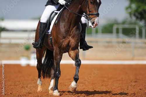 Dressage rider on a bay horse   © PROMA