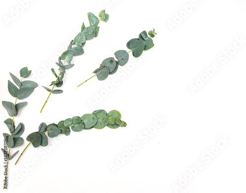Leaves of eucalyptus. Flat lay, top view
