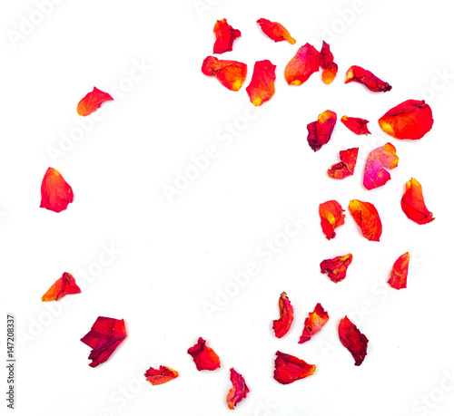 Red rose petals on a white background. Flower patternn a white background. Flower pattern
 photo