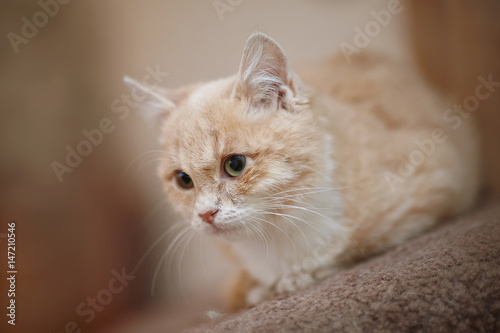 Wallpaper Mural Light beige a kitten with green eyes. Torontodigital.ca