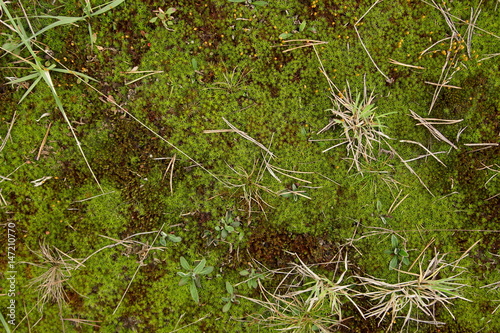 Green moss with grass and dry leaves background