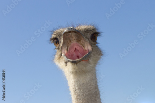 The head of an ostrich © divladshah