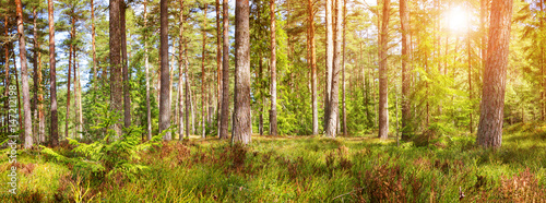 pine and fir forest panorama in spring. Pathway in the park
