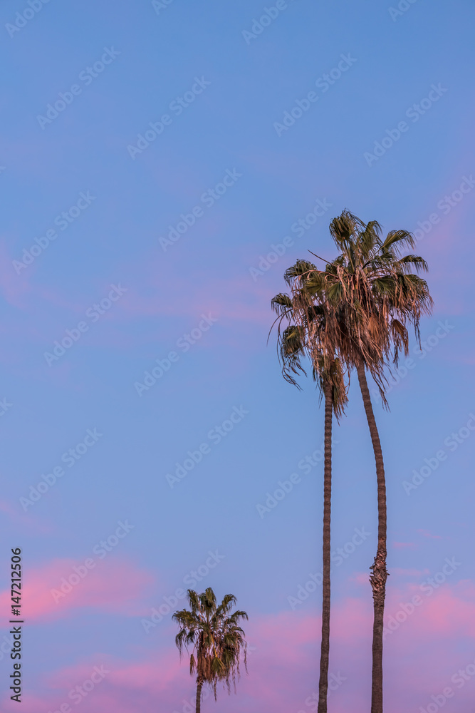 Naklejka premium Tall thin three palm trees in California with purple pink sunset sky in background
