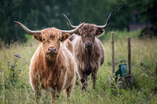 Two highland cattle with long horns