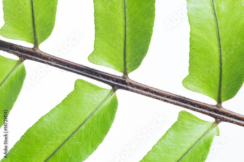 leaf of fern isolated