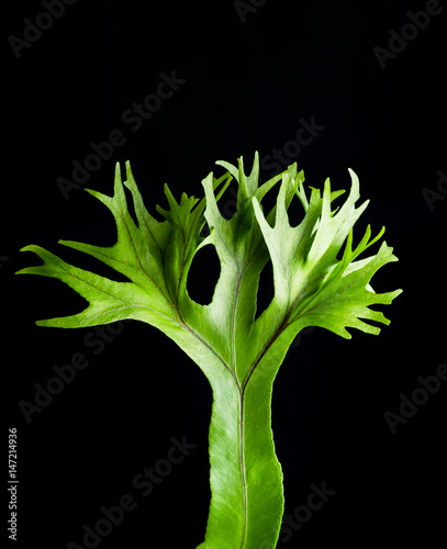 leaf of fern isolated
