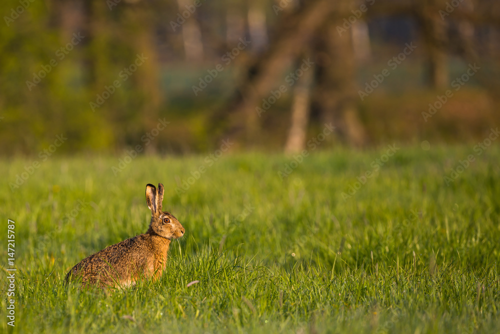 Obraz premium Single wild hare with big ears sits on green meadow