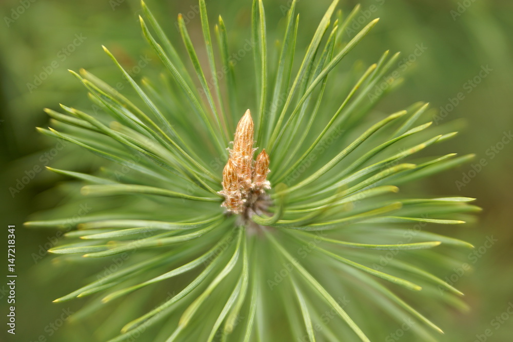 Green buds of pine. Macro. Closeup view. Focus Green buds of pine. Macro. Closeup view. Focus