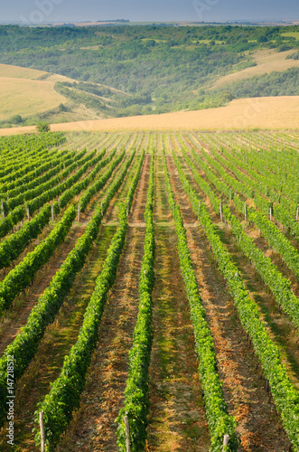 Vineyards along the Danube river in Bulgaria