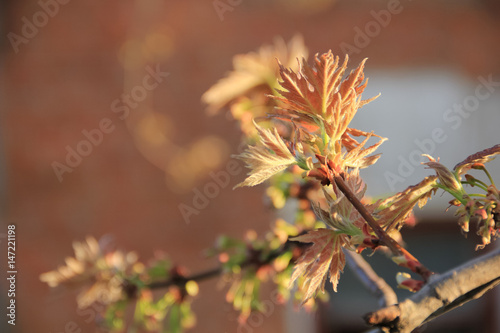 Maple leaves in spring © irisff