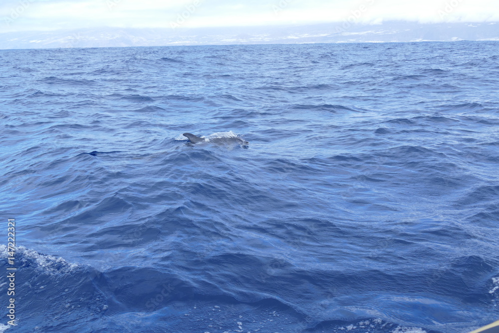 Delfine vor La Palma auf Futtersuche Delfine vor La Palma auf Futtersuche