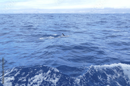 Delfine vor La Palma auf Futtersuche
