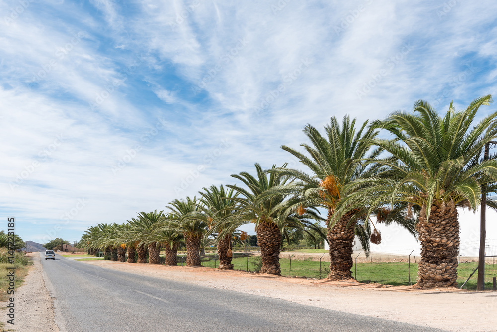 Row of date palm trees