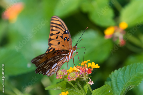 Butterfly on Lantana