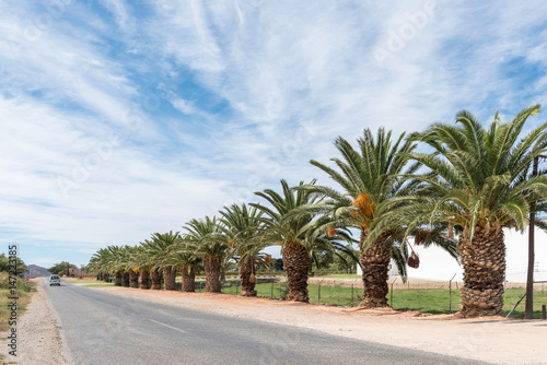Row of date palm trees